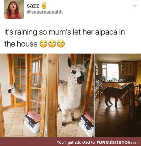 Alpaca in the house