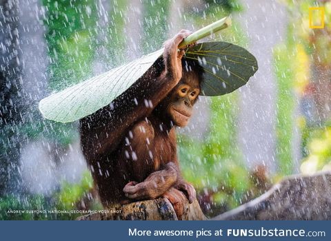Orangutan using leaf as umbrella