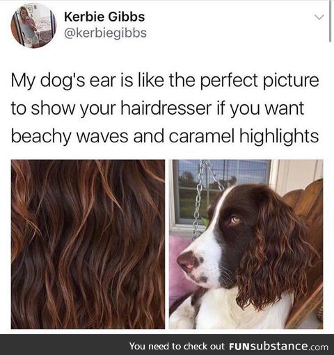 Dog ears have perfect hair