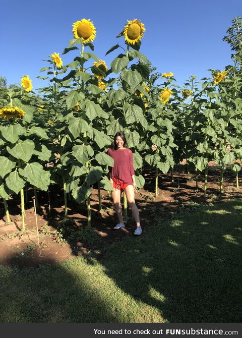 Huge sunflowers