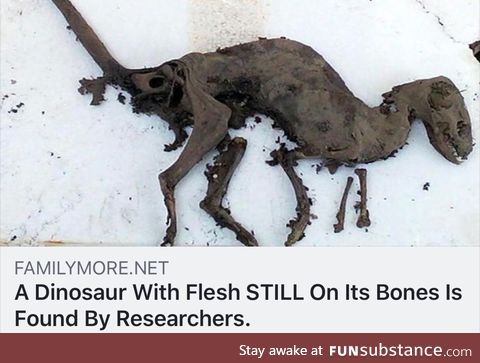 Dinosaur with flesh found