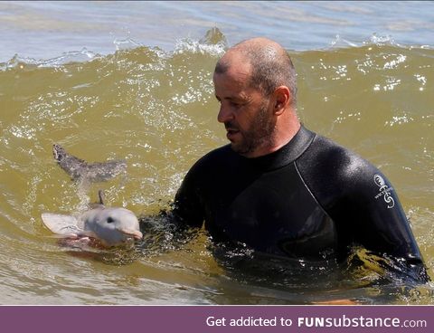 baby dolphin