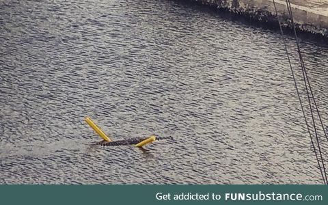 American Crocodile using a noodle to cross a canal