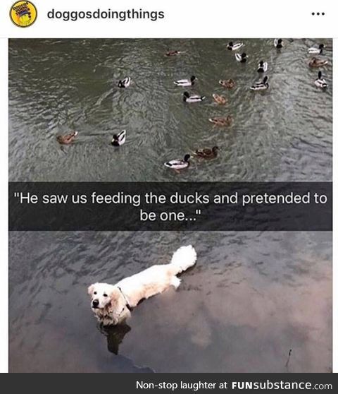 Doggo is a duck