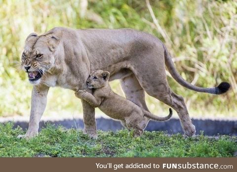 Mama lion protecting her cub