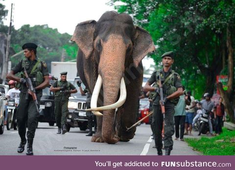 Longest tusked Elephant in the world being transported