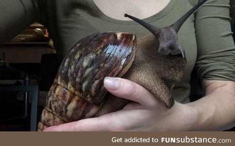 This is a Giant African Land Snail. It almost looks like a frekin rabbit