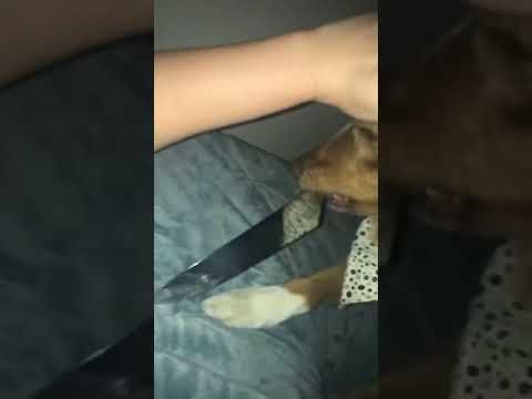 Dog wakes up owner with evil intentions