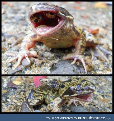 Freaky mutated frog has eyes in his mouth