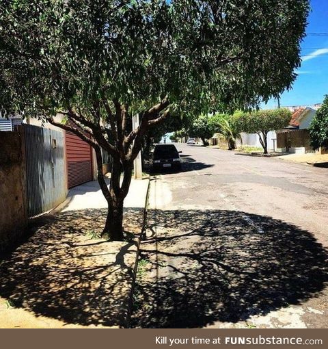 This tree's shadow