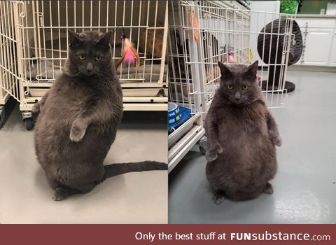 Thicccat available for adoption