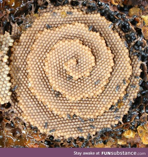 There's a species of bee that makes spiral honeycombs