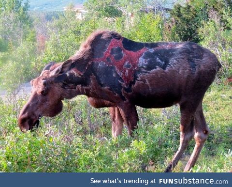 This moose was struck by lightning