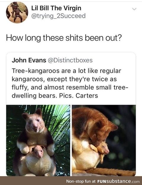 Tree kangaroos