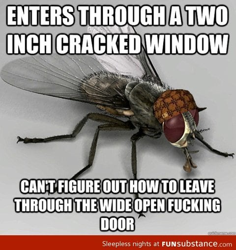 Stupid fly