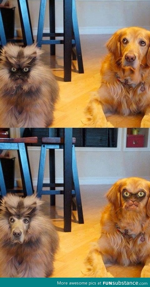 Cat/dog face swap