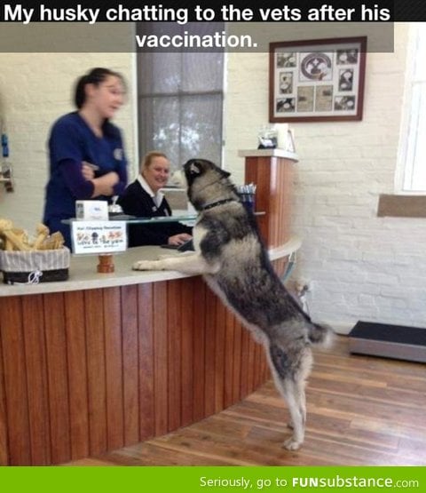 Husky chatting to the vets