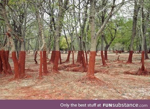 The aftermath of a toxic sludge spill in Hungary