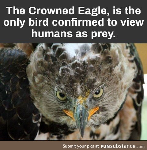 Humans are prey to this eagle