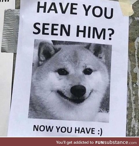 Have you seen this dog?