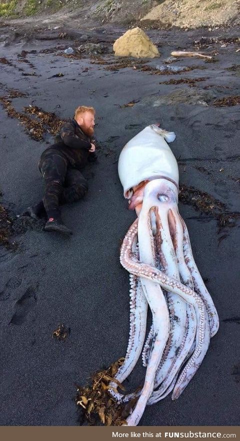 Giant squid washed up in Wellington New Zealand