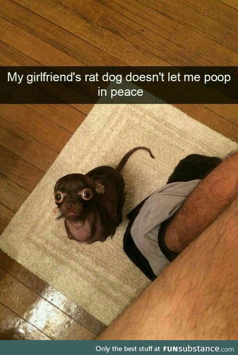 Damn rats