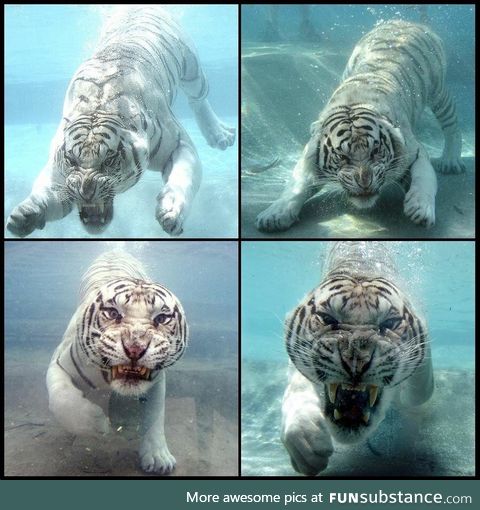 White tiger goes for a swim