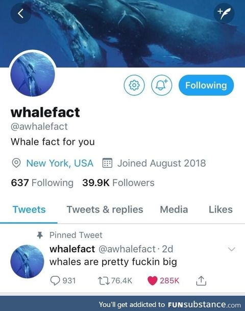 Whale fact