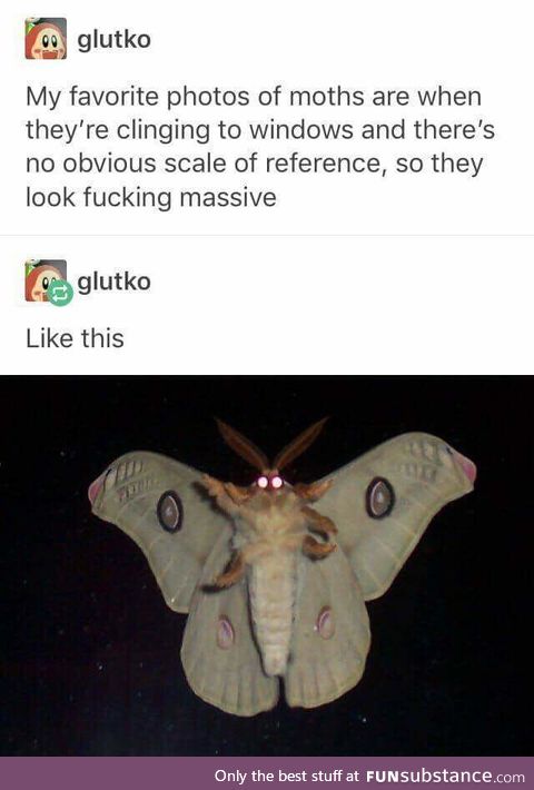 MOTH!