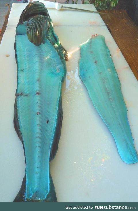 The meat of the lingcod naturally has a blue greenish meat
