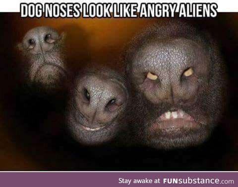 Dog noses