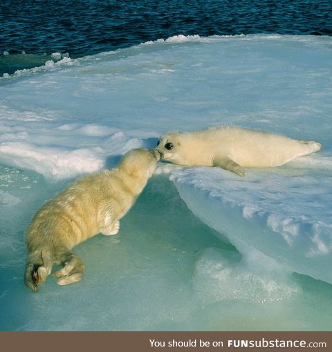 Harp seal pups in icy waters of arctic