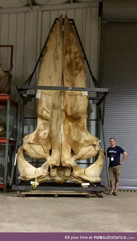The skull of a blue whale