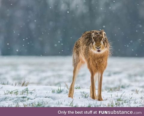 When a hare stretches, it looks like a completely different animal
