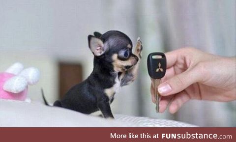 Tiny pup