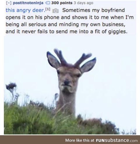 This angry deer