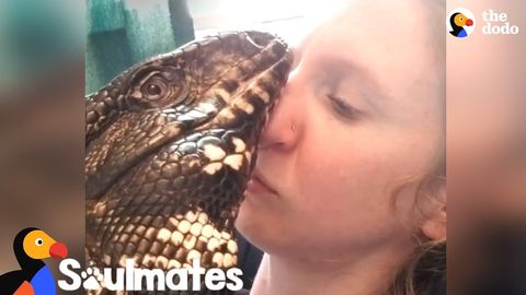 Winston the affectionate Tegu loves his owner