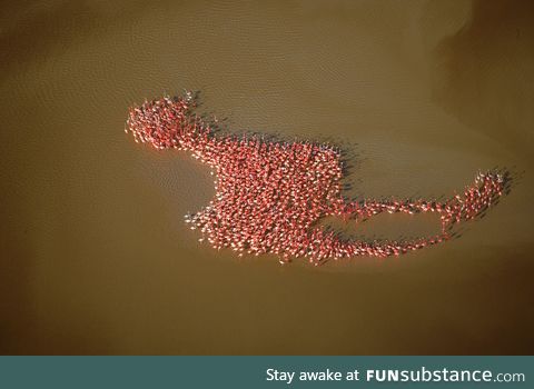 American Flamingos in the Gulf of Mexico forming a giant version of themselves
