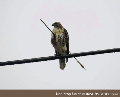 Red tailed hawk in Alabama that survived an arrow shot through it