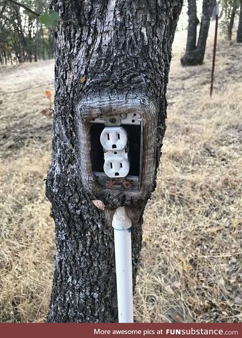 This tree grew around an electrical box