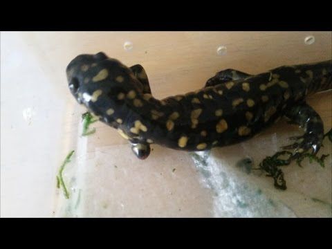 Salamander regrowing its leg!