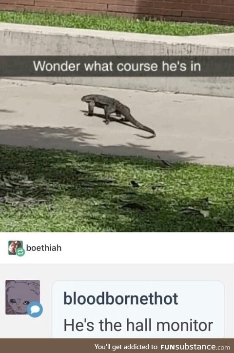 That lizard in school