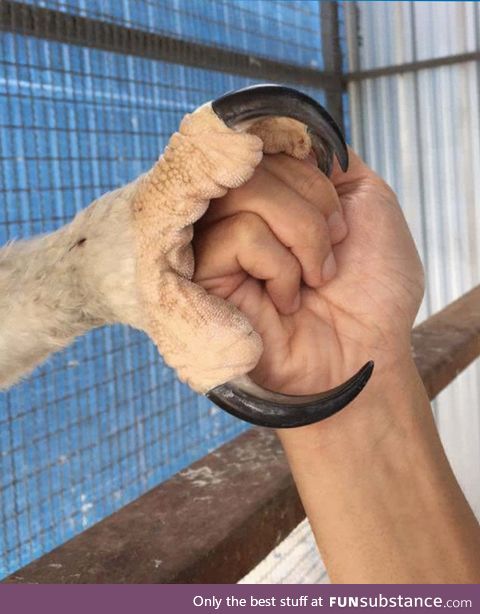 The claw of a juvenile Crowned Eagle