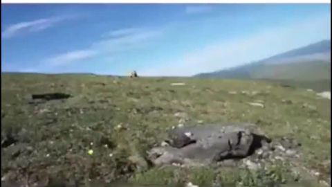 Massive grizzly charges man on open terrain. Man screams like a beast "YOU f*ck OFF"