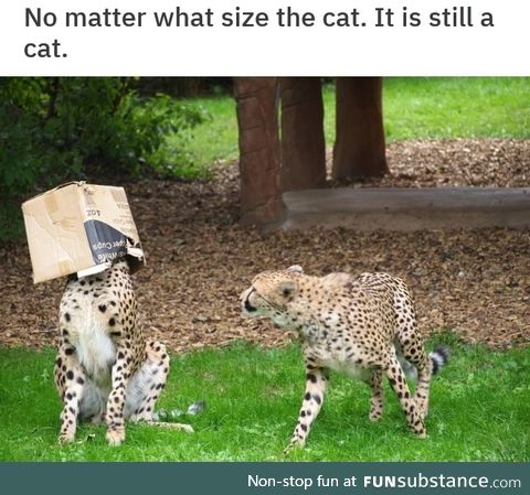 Cat is a cat no matter the size