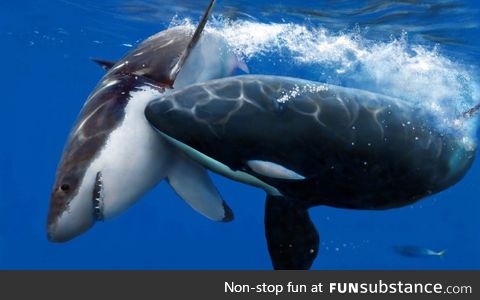 Killer whale attacks a shark