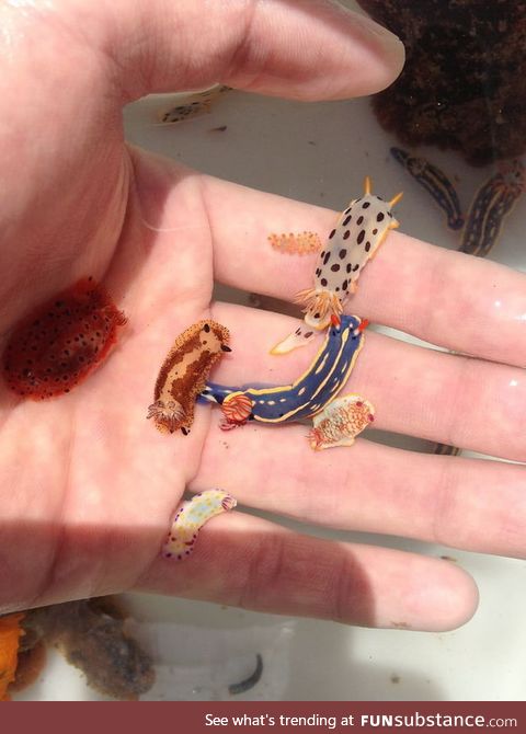 Tiny sea slugs