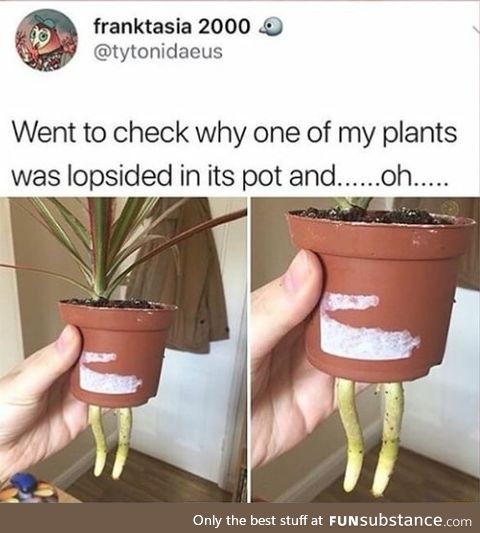 Plant is growing legs