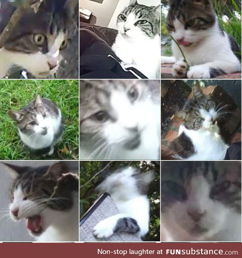 Hopefully this little collage of my cat makes everyone as happy as it made me