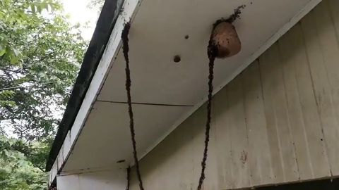 ONE MILLION army ants worked together to build a bridge in order to attack a wasp